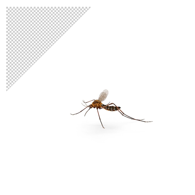 Mosquito png