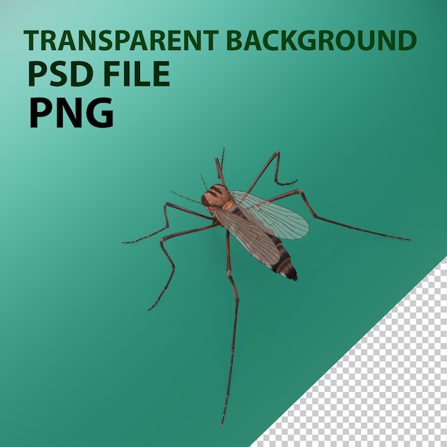 mosquito png