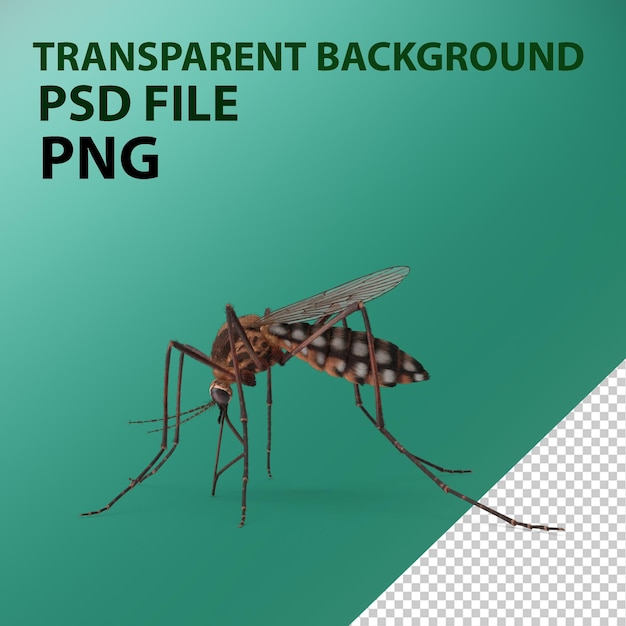 PSD mosquito png