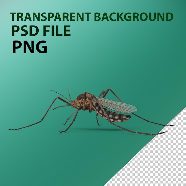 PSD mosquito png