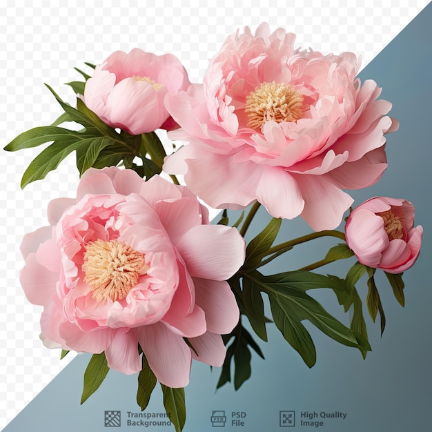 PSD mother s day peonies