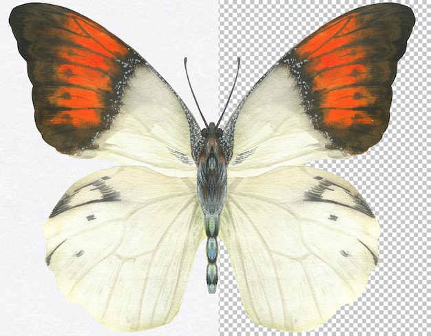 Motyl Hebomoia Naturalna Ilustracja Akwarela