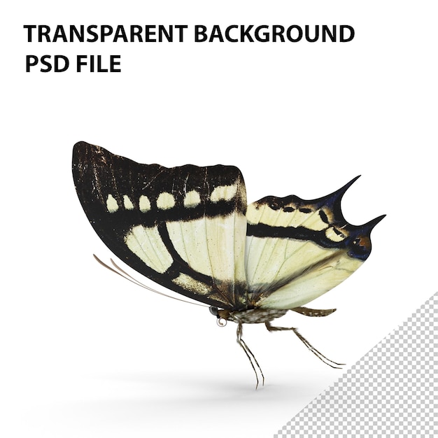 PSD motyl papilio multicaudata png