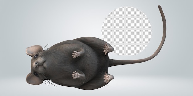 Mouse isolated on a transparent background