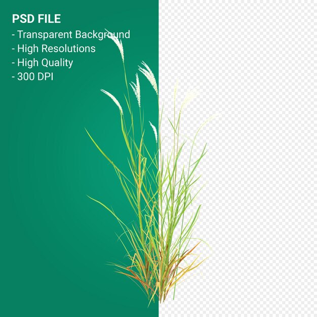 PSD muhlenbergia rigen boom 3d render geïsoleerd op transparante background