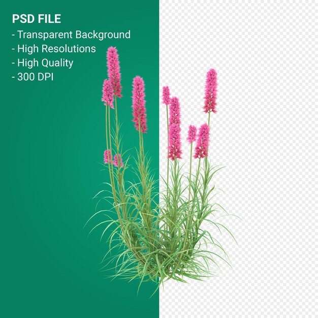 PSD muhlenbergia rigen boom 3d render geïsoleerd op transparante background