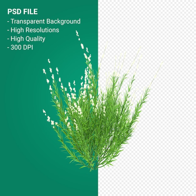 PSD muhlenbergia rigen boom 3d render geïsoleerd