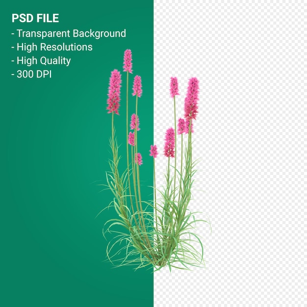 PSD muhlenbergia rigen boom 3d render geïsoleerd