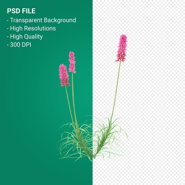 PSD 3d визуализация растений muhlenbergia rigen