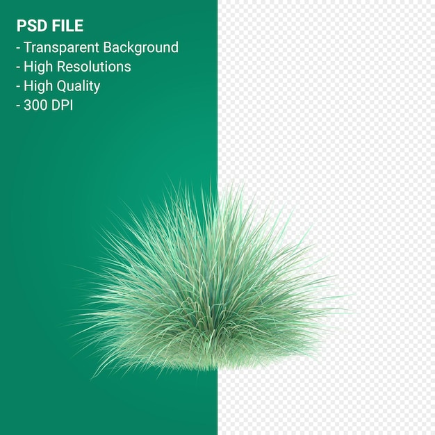 PSD rendering 3d dell'albero di muhlenbergia rigen isolato su sfondo trasparente