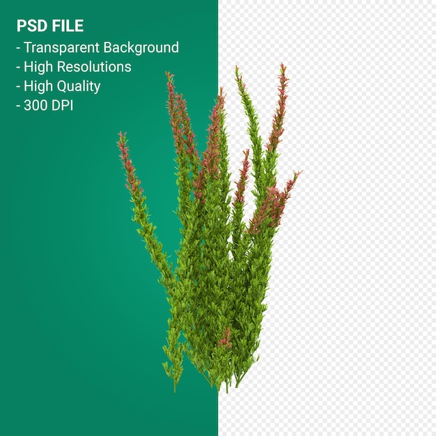Muhlenbergia Rigen tree 3d render isolated on transparent background