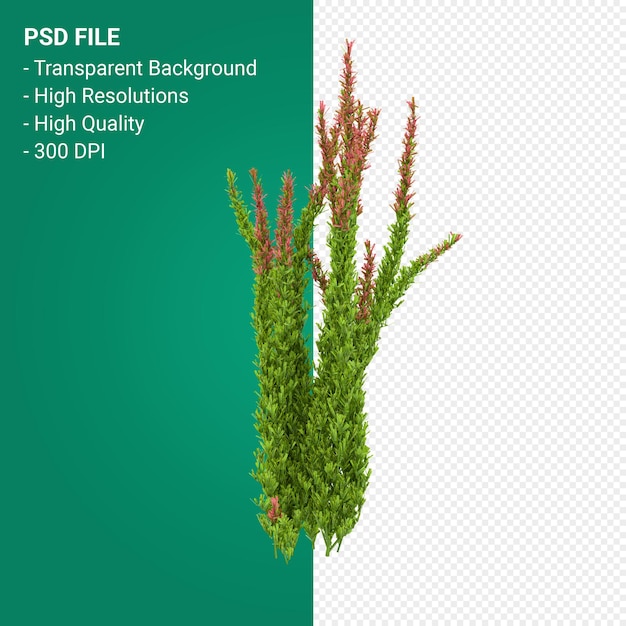 PSD muhlenbergia rigen tree 3d render isolated on transparent background