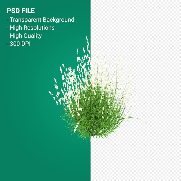 PSD muhlenbergia rigen tree 3d render isolated on transparent background