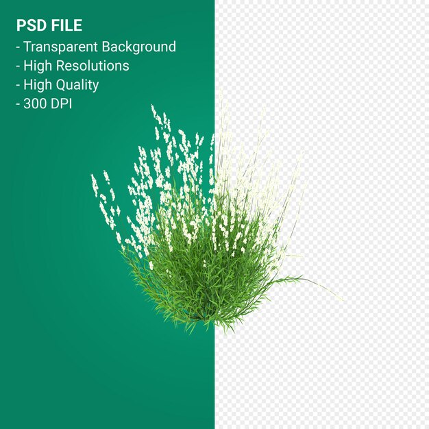 PSD rendering 3d dell'albero di muhlenbergia rigen isolato su sfondo trasparente