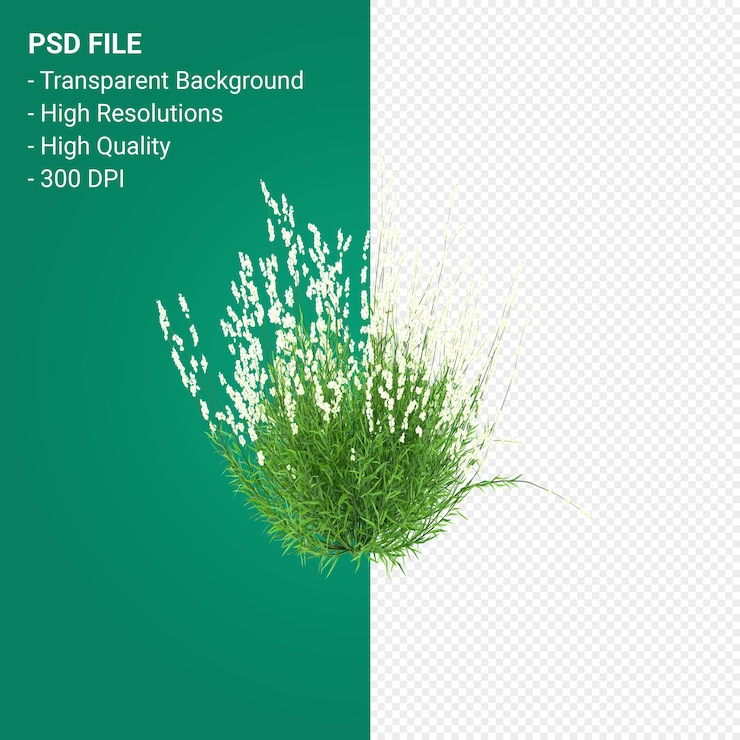 PSD 3d визуализация дерева muhlenbergia rigen, изолированные на прозрачном фоне