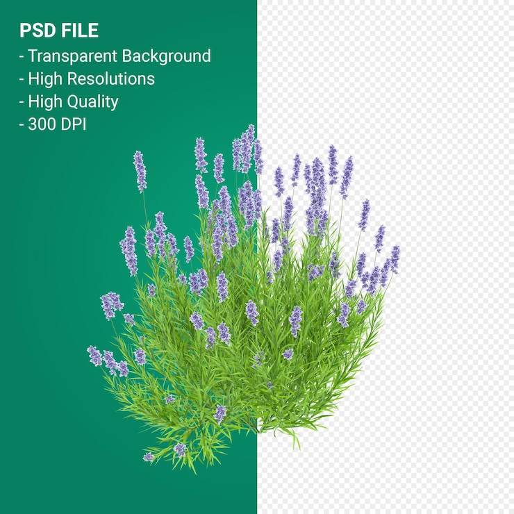 PSD muhlenbergia rigen 樹在透明的背景上隔離的 3d 渲染