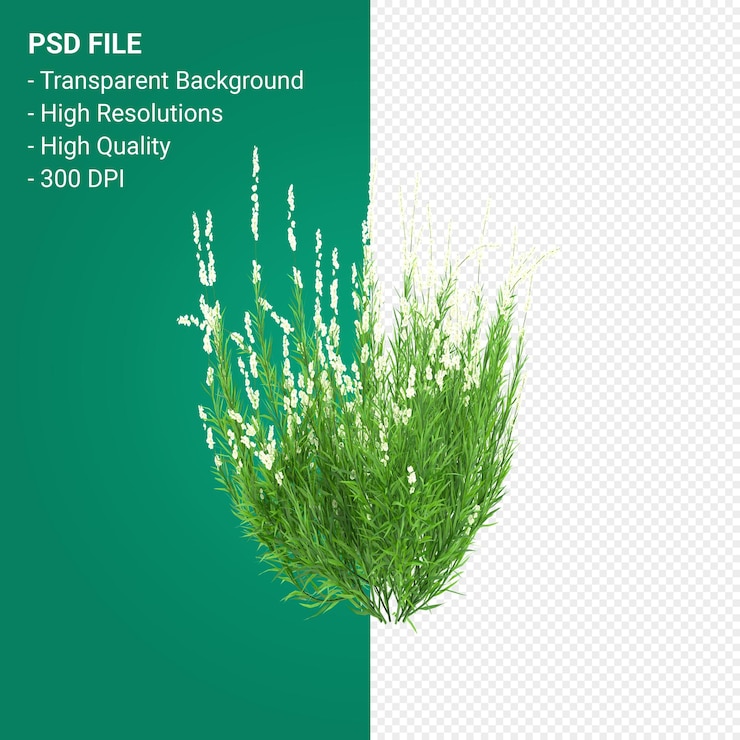 PSD 3d визуализация дерева muhlenbergia rigen, изолированные на прозрачном фоне