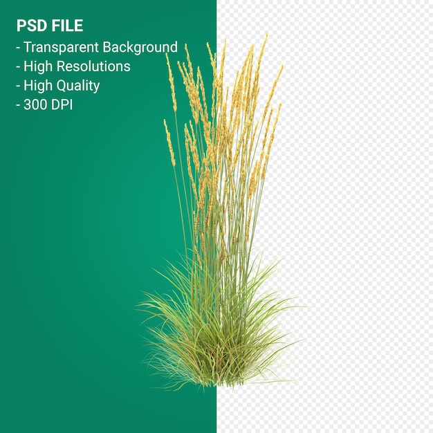 PSD muhlenbergia rigen tree 3d render isolated