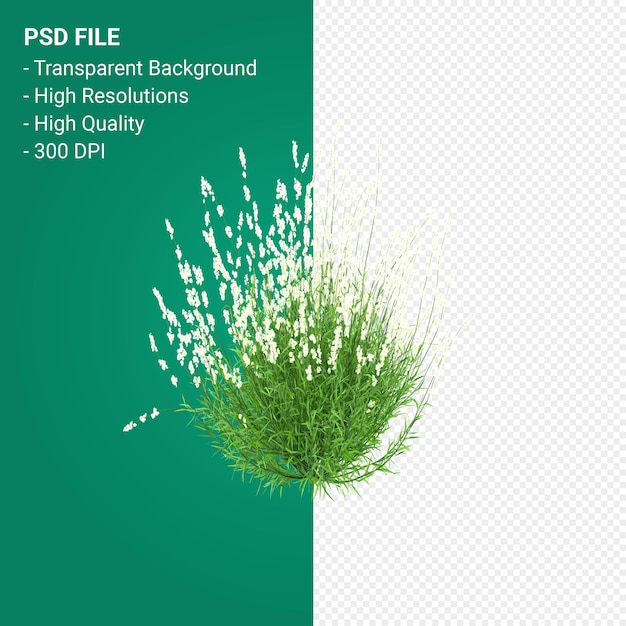 PSD rendering 3d dell'albero di muhlenbergia rigen isolato