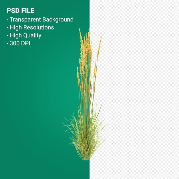 PSD muhlenbergia rigen albero 3d render isolato