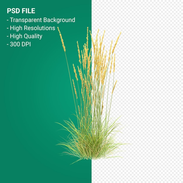 PSD muhlenbergia rigen 나무 3d 렌더링 절연