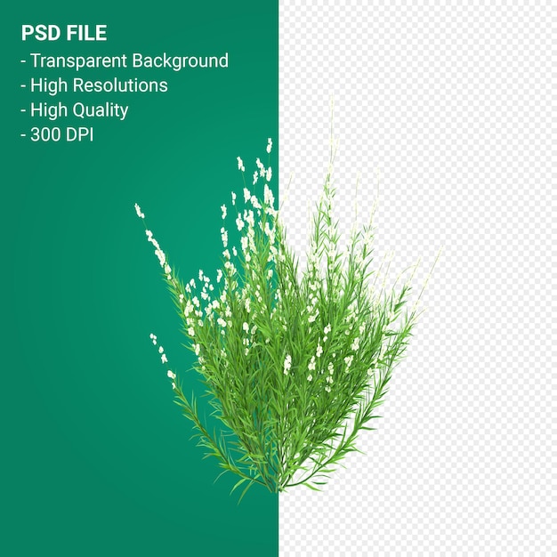 PSD Муленбергия риген дерево 3d визуализации изолированные