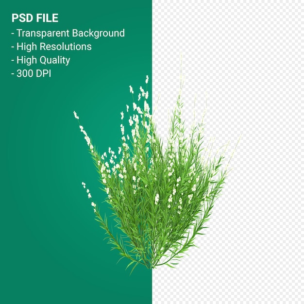 PSD muhlenbergia rigen tree 3d render isolated