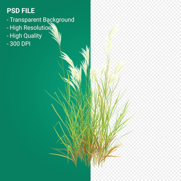 PSD muhlenbergia rigen 나무 3d 렌더링 절연