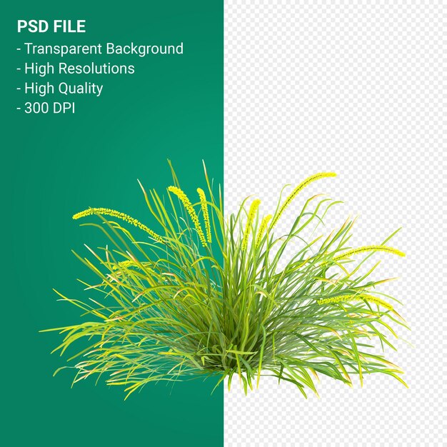 PSD muhlenbergia rigen tree 3d render isolated