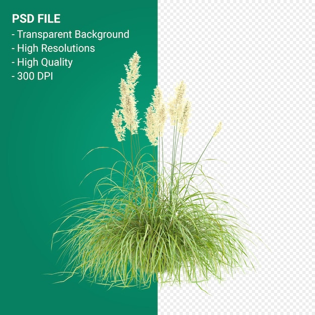 PSD muhlenbergia rigen tree 3d render isolated