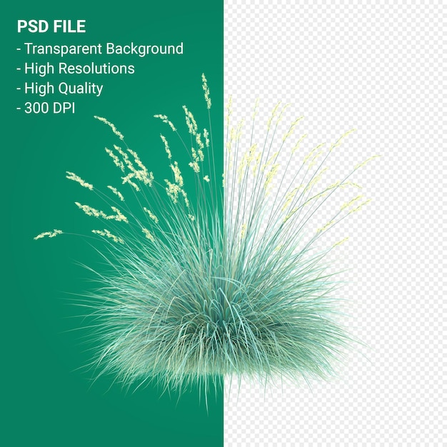 PSD muhlenbergia rigen albero 3d render isolato