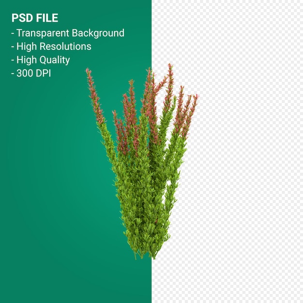 PSD muhlenbergia rigen tree 3d render isolated