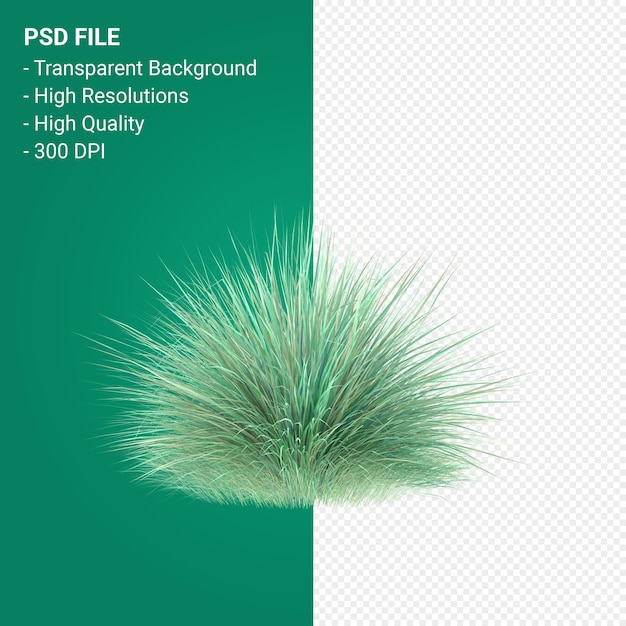 PSD muhlenbergia rigen tree 3d render isolated