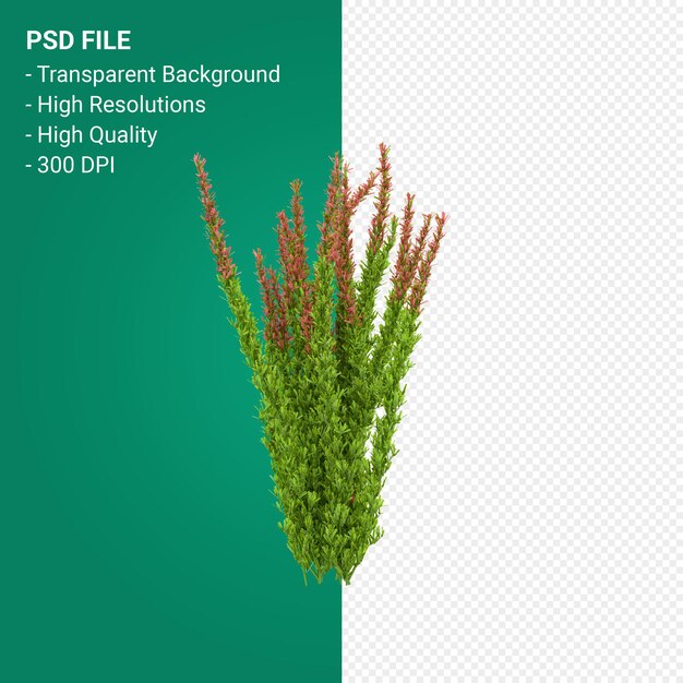 Muhlenbergia Rigen 나무 3d 렌더링 절연