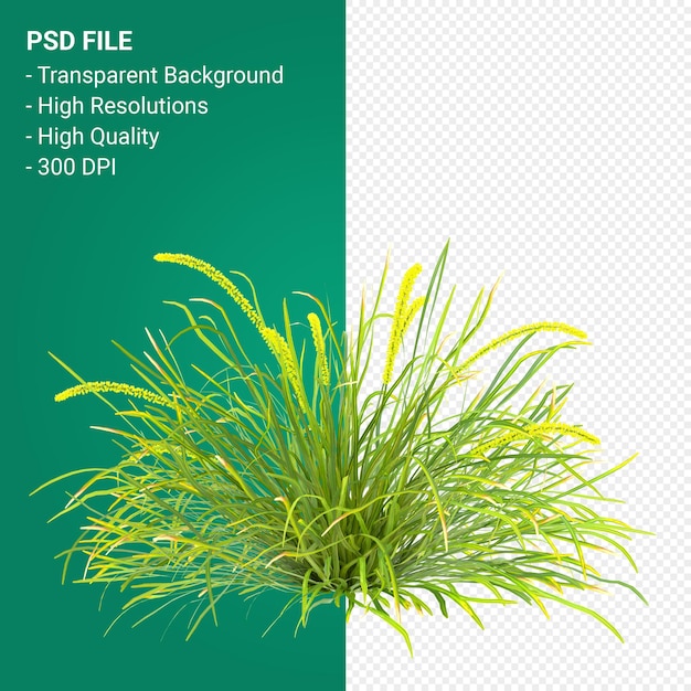 PSD muhlenbergia rigen tree 3d render isolated