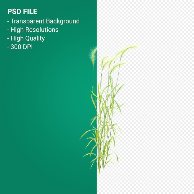 PSD muhlenbergia rigen albero 3d render isolato