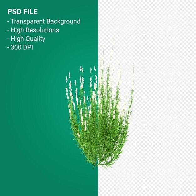 PSD muhlenbergia rigen albero 3d render isolato