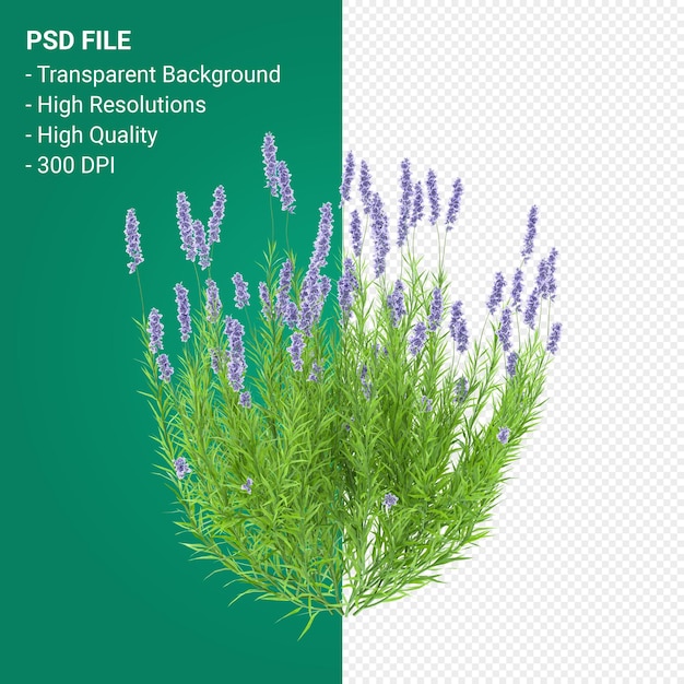 Muhlenbergia Rigen 나무 3d 렌더링 절연