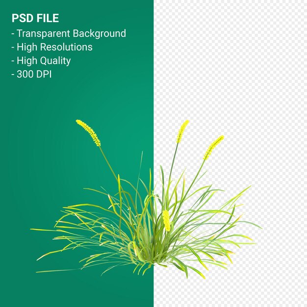 PSD muhlenbergia rigen 나무 3d 렌더링 절연