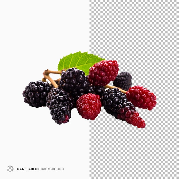 Mulberry fruit isolated on transparent background
