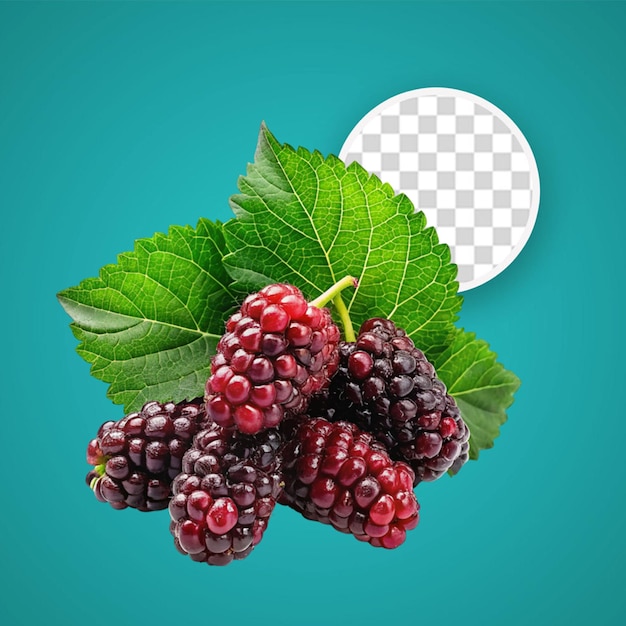 Mulberry fruit isolated on transparent background
