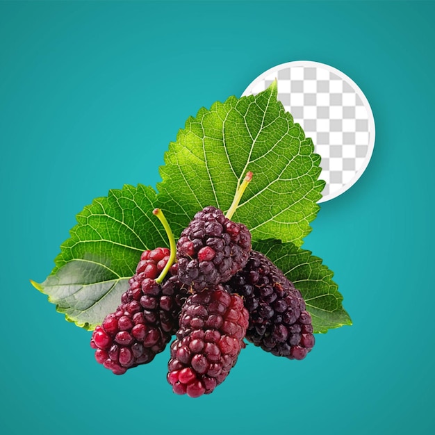 Mulberry fruit isolated on transparent background