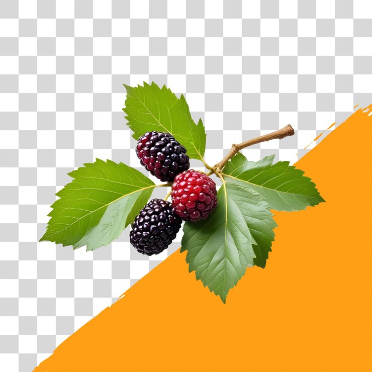 PSD mulberry fruit png isolated premium psd transparent background