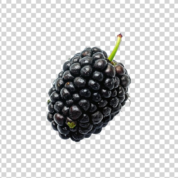 PSD mulberry isolated on a transparent background fresh blackberry