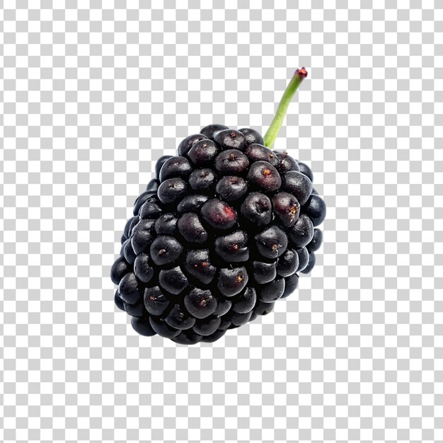 Mulberry isolated on a transparent background fresh blackberry