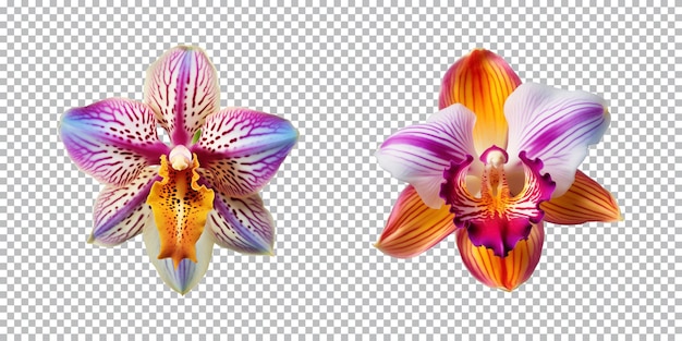 Fiori di orchidee multicolori su uno sfondo trasparente png vista dall'alto