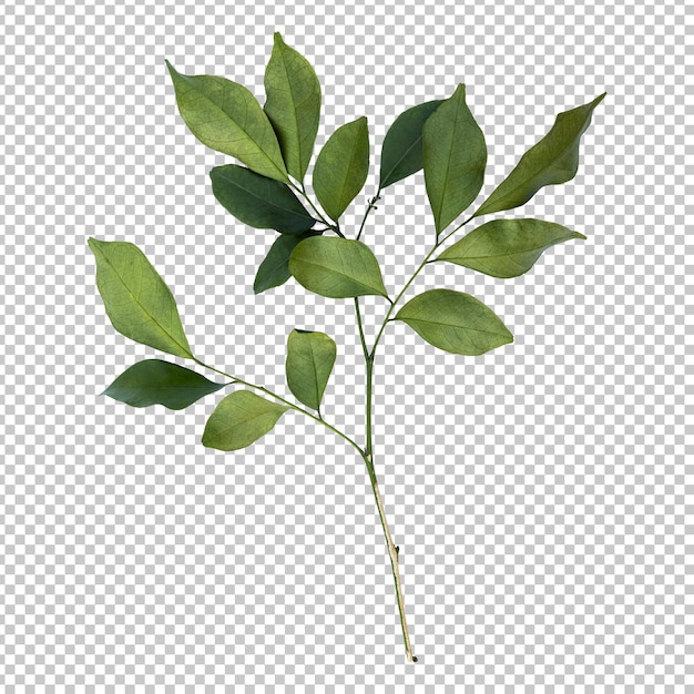 Murraya leaves isolated rendering