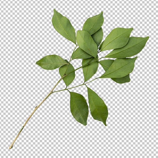 Murraya leaves isolated rendering