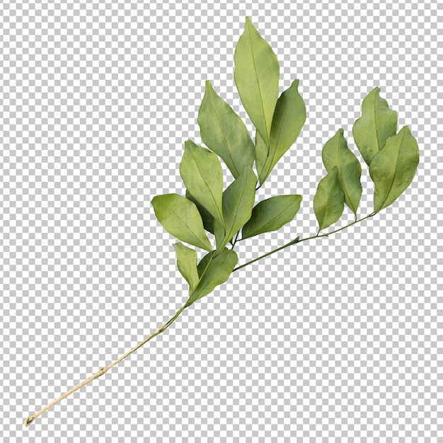 Murraya leaves isolated rendering