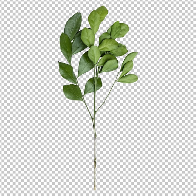 PSD murraya leaves isolated rendering